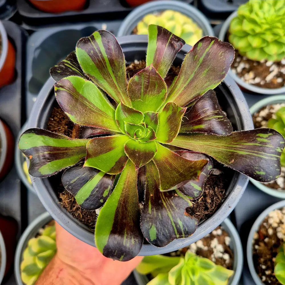 Aeonium ’Voodoo Big Bang’ variegado