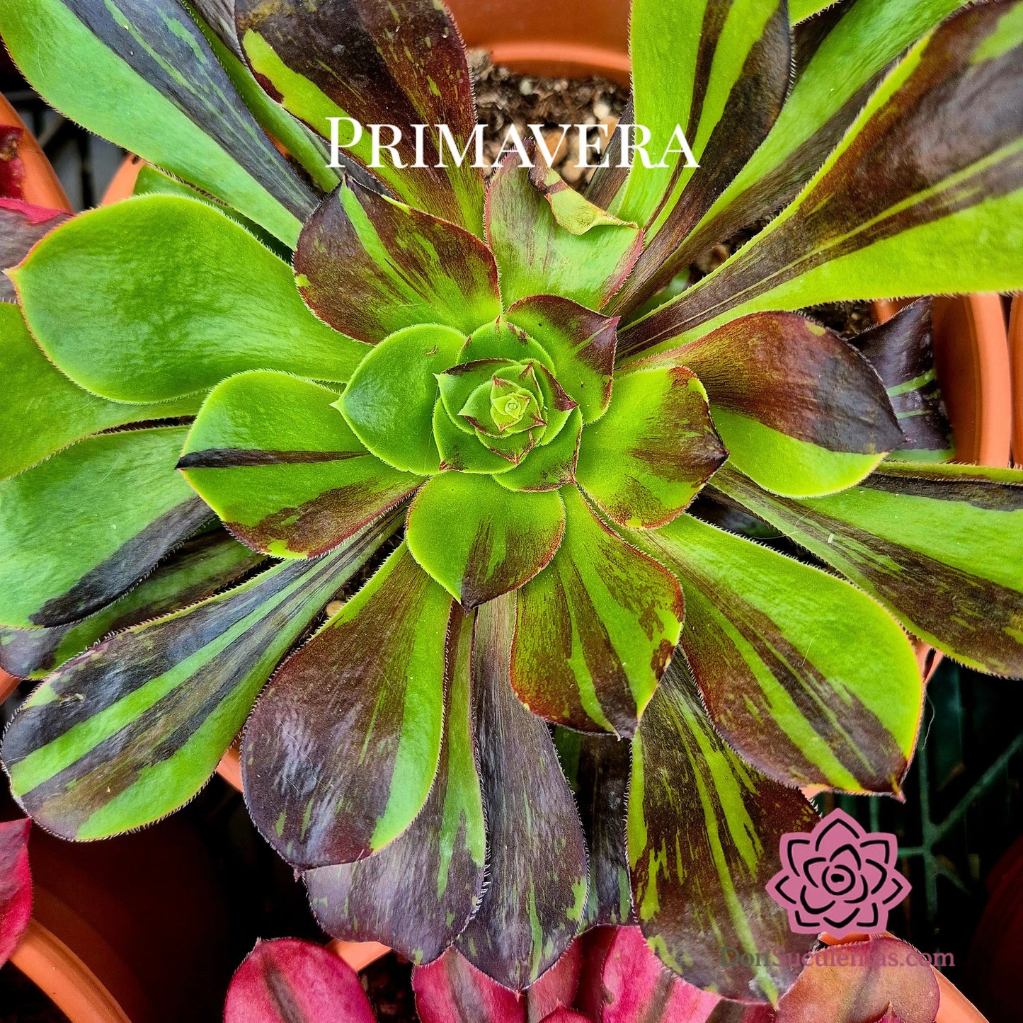 Aeonium ’Voodoo Big Bang’ variegado