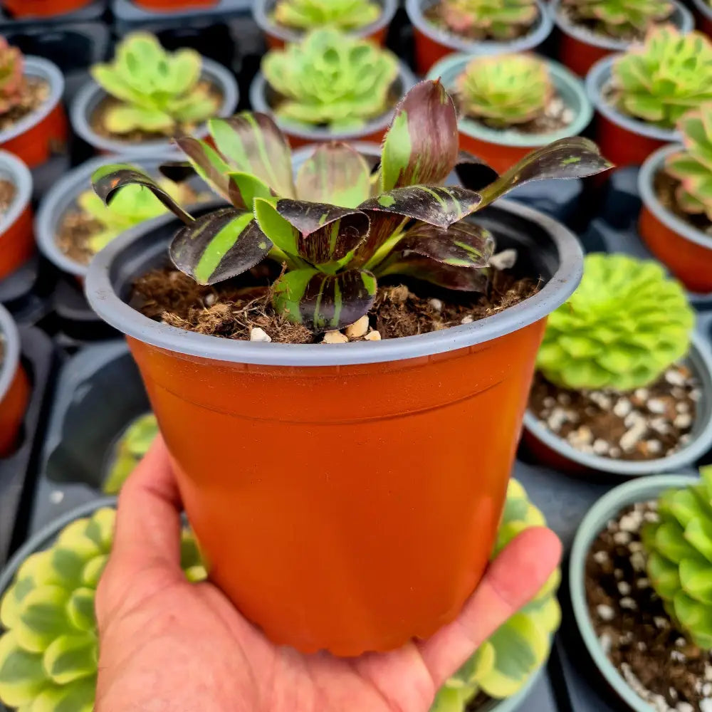 Aeonium ’Voodoo Big Bang’ variegado