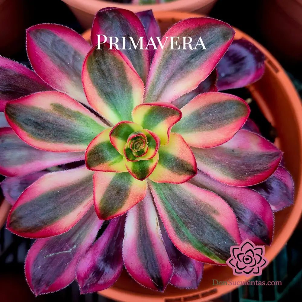 Aeonium ’Voodoo Flame’ variegado