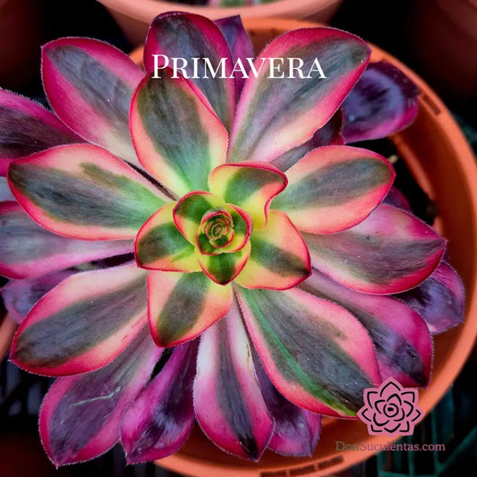 Aeonium ’Voodoo Flame’ variegado