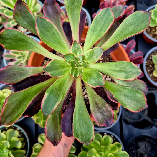 Aeonium ’Voodoo Purple Flame’ variegado