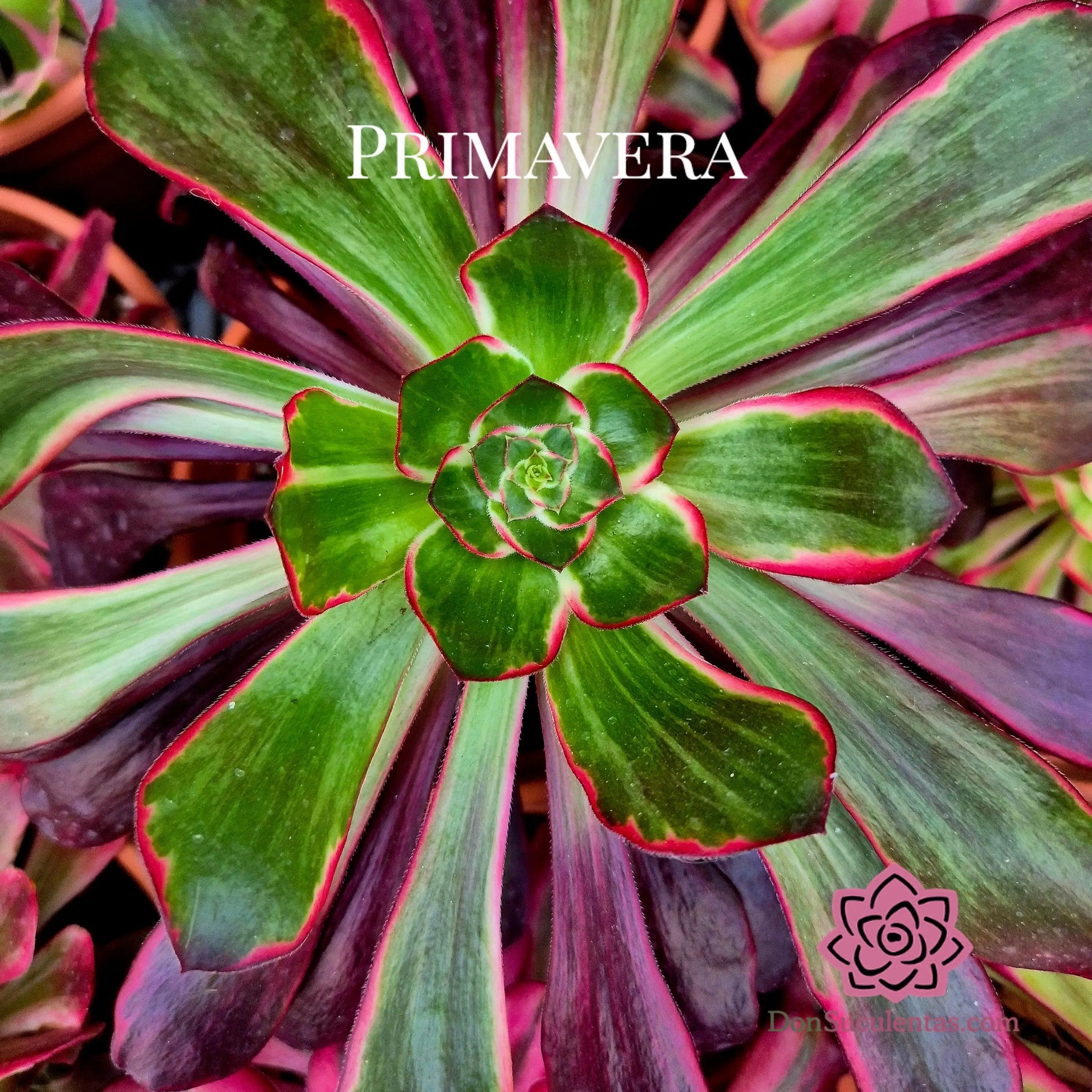 Aeonium ’Voodoo Purple Flame’ variegado