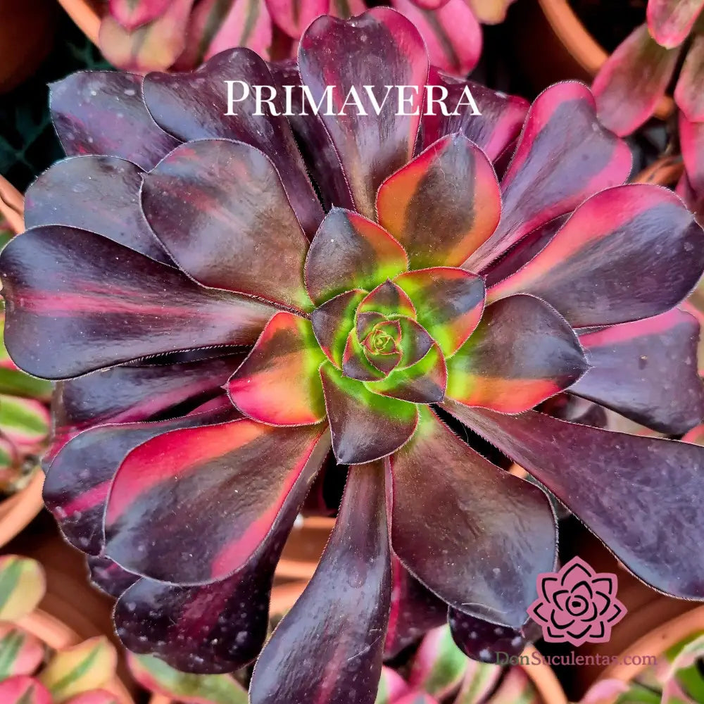 Aeonium ’Voodoo’ rainbow