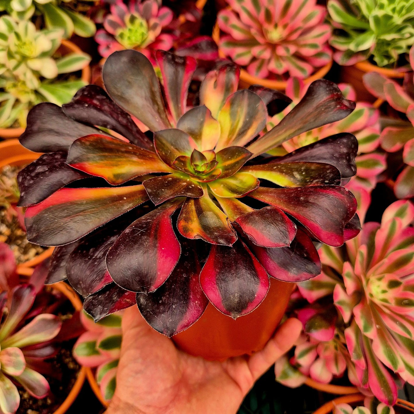 Aeonium ’Voodoo’ rainbow