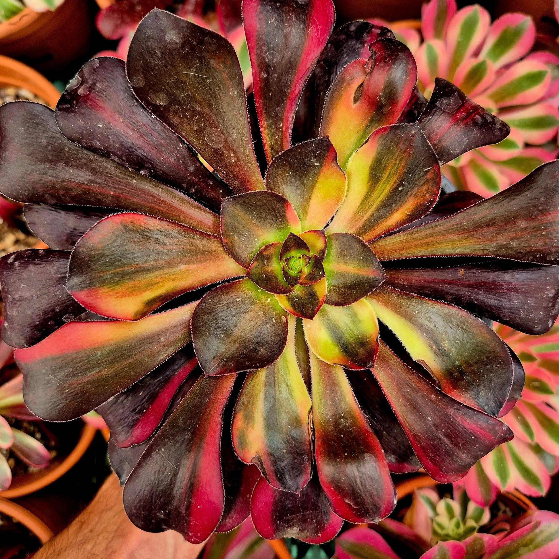 Aeonium ’Voodoo’ rainbow