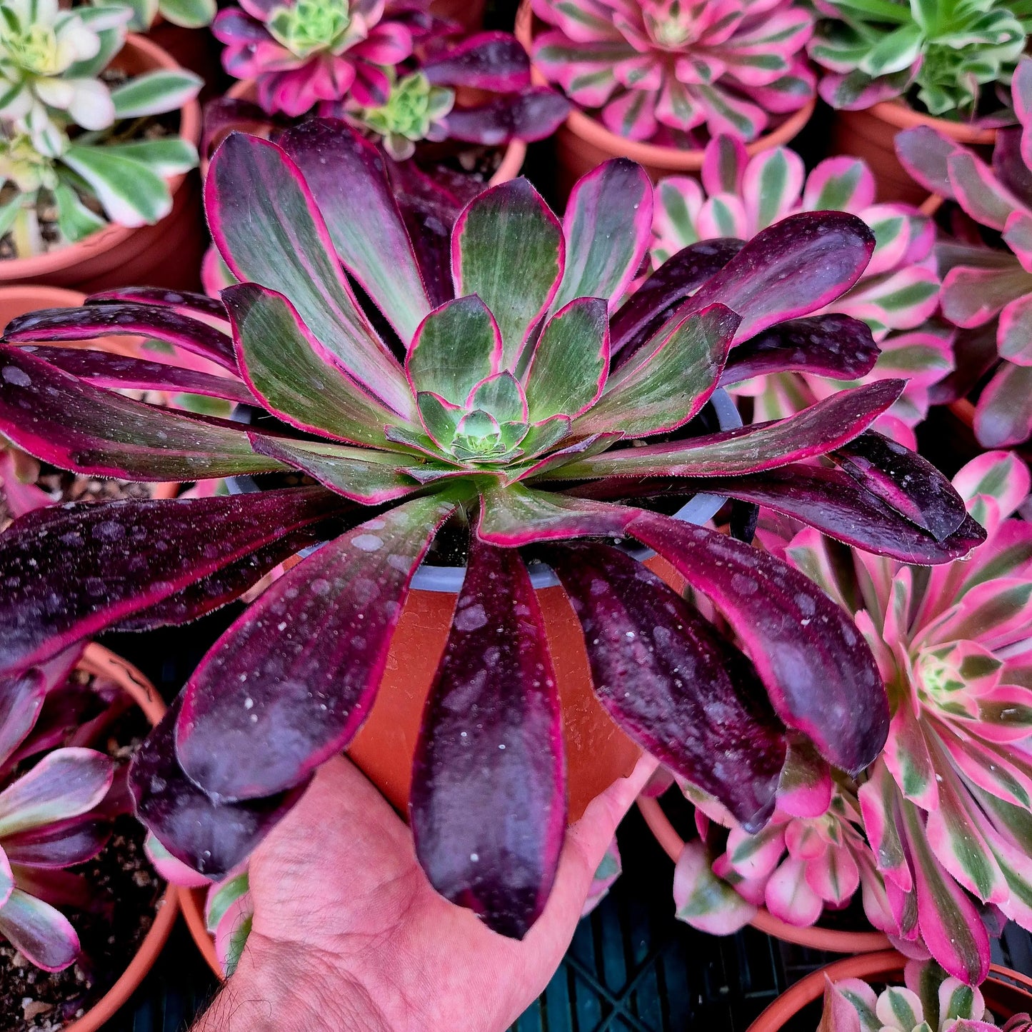 Aeonium ’Voodoo Silk Green’ variegado