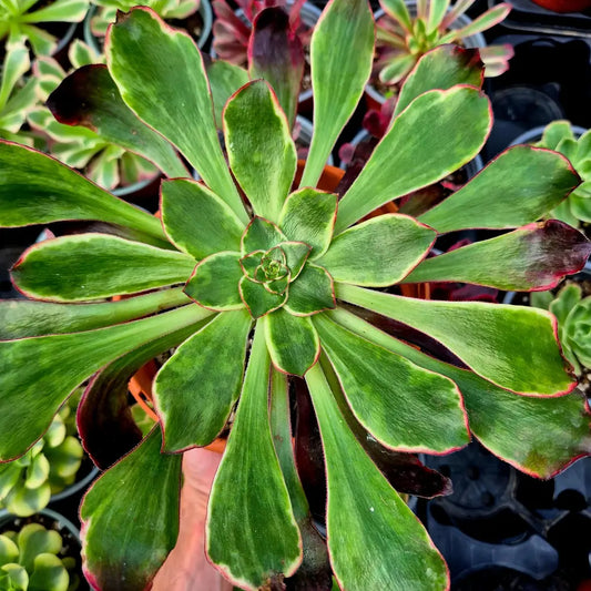 Aeonium ’Voodoo Silk Green’ variegado
