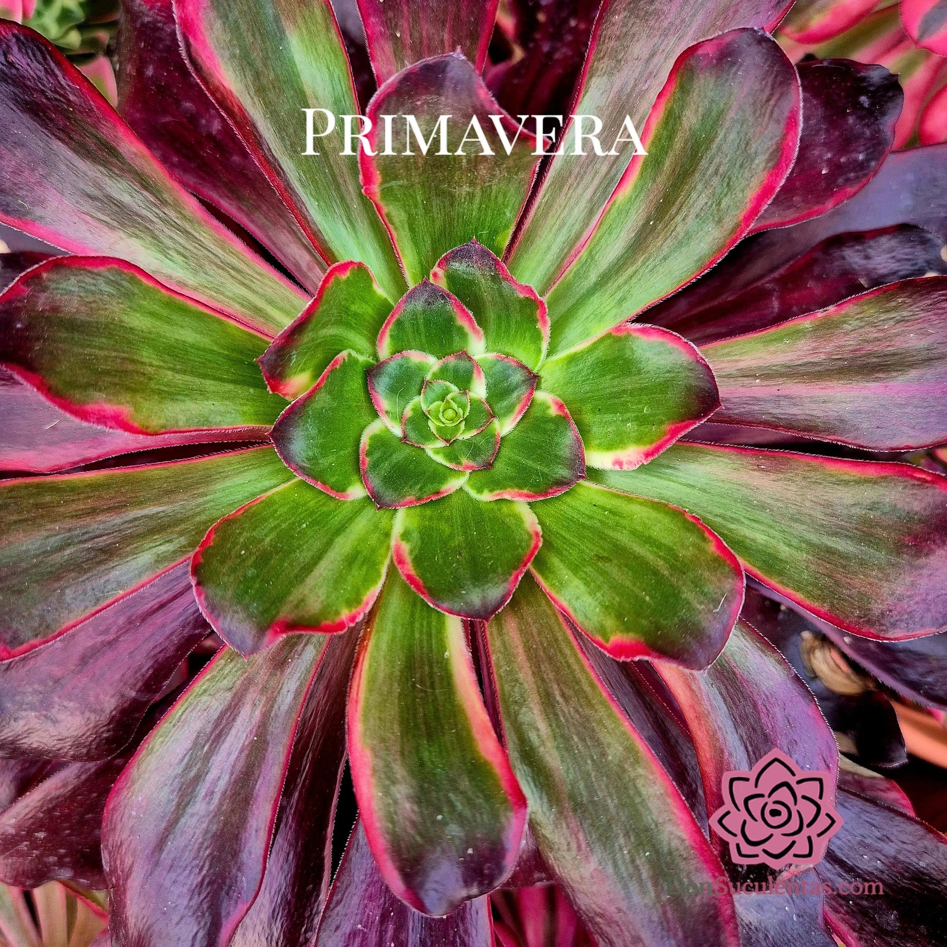 Aeonium ’Voodoo Silk Green’ variegado