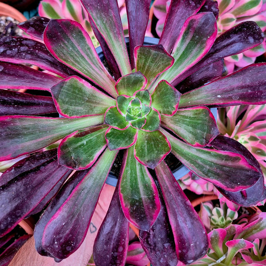 Aeonium ’Voodoo Silk Green’ variegado