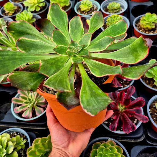 Aeonium ’Voodoo Silk Green’ variegado