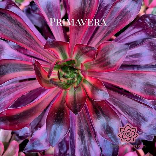 Aeonium ’Voodoo Silk Red’ variegado