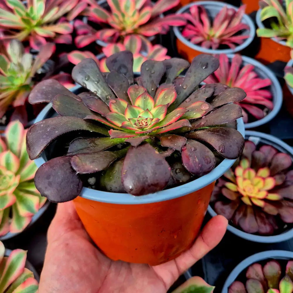 Aeonium ’Watermelon Taro’ variegado