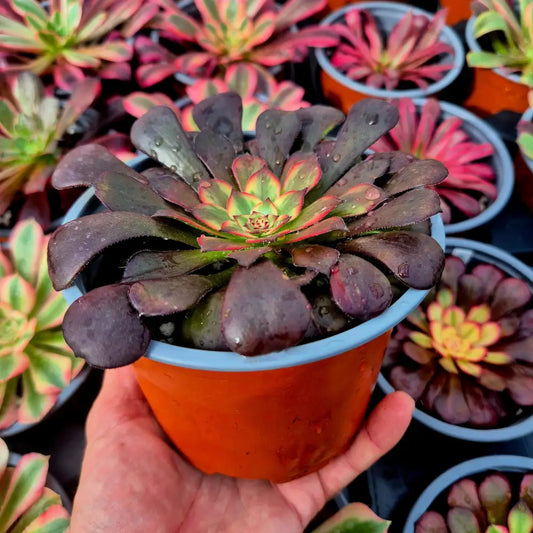 Aeonium ’Watermelon Taro’ variegado