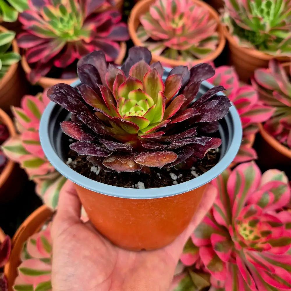 Aeonium ’Watermelon Taro’ variegado