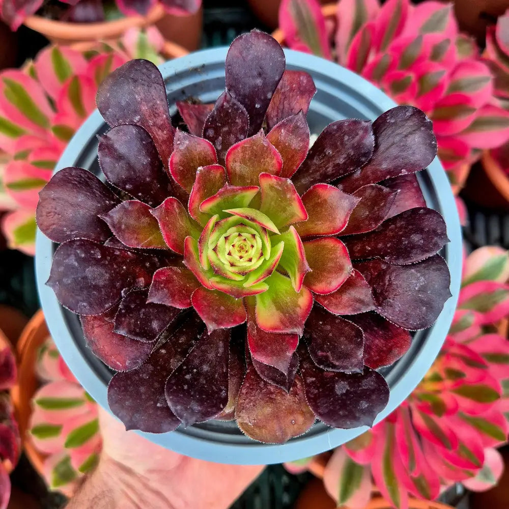 Aeonium ’Watermelon Taro’ variegado