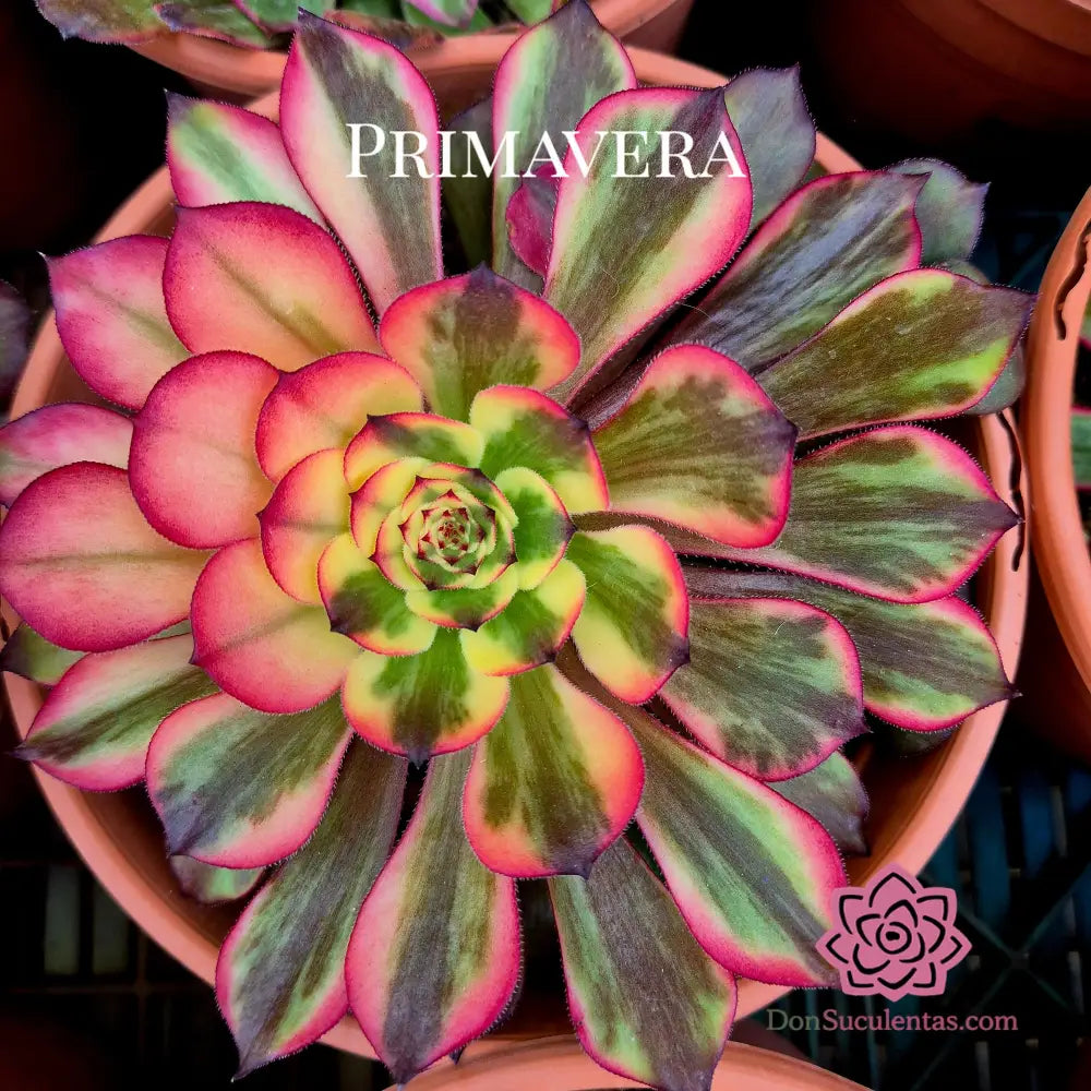 Aeonium ’Watermelon Taro’ variegado