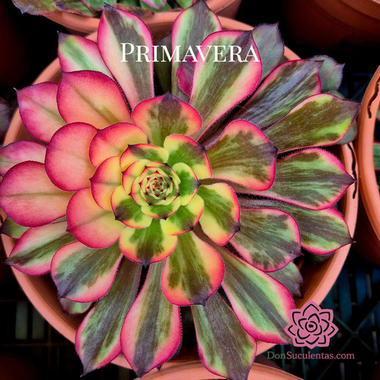 Aeonium ’Watermelon Taro’ variegado