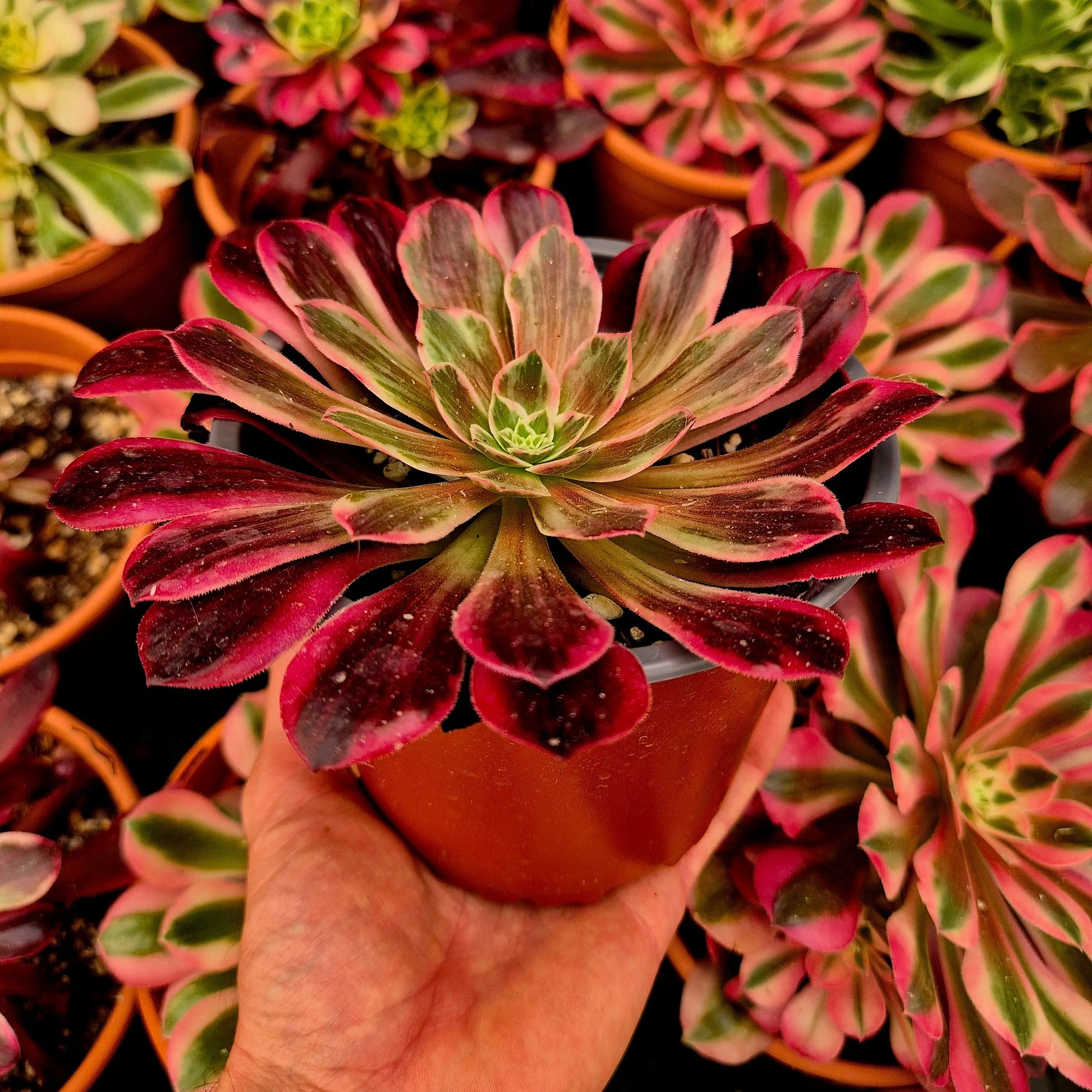Aeonium ’Wedding Dress’ variegado