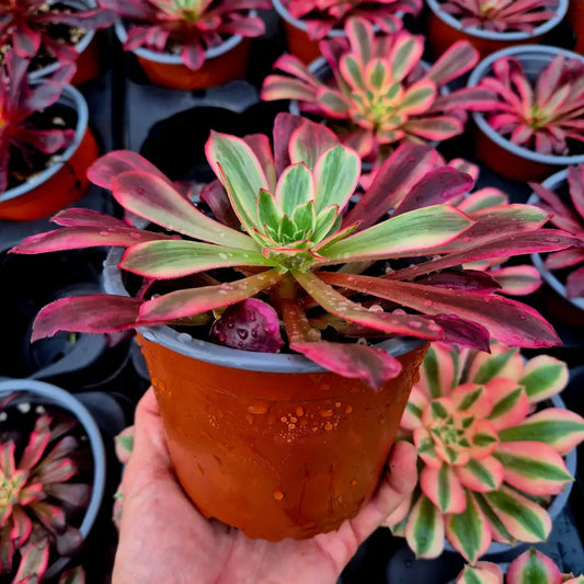 Aeonium ’Wedding Dress’ variegado