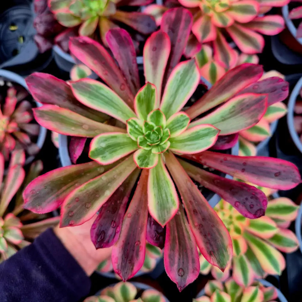 Aeonium ’Wedding Dress’ variegado