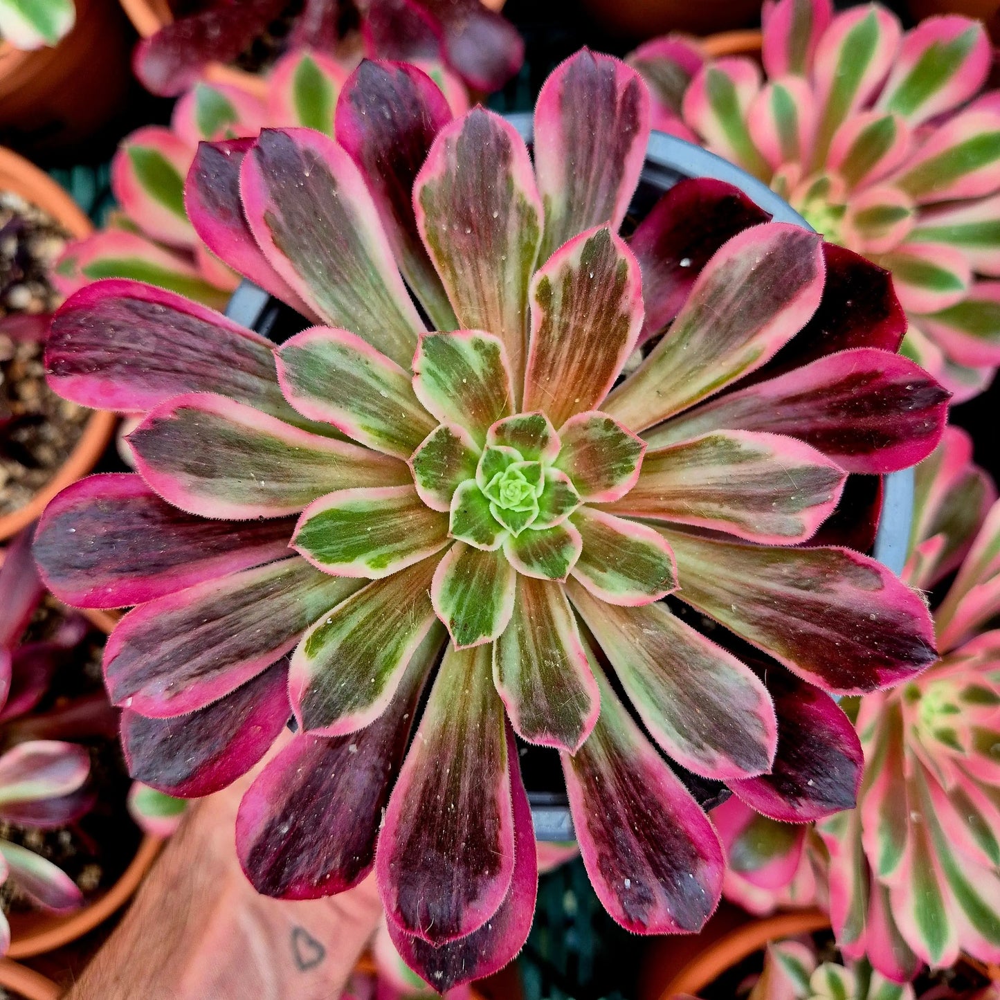 Aeonium ’Wedding Dress’ variegado