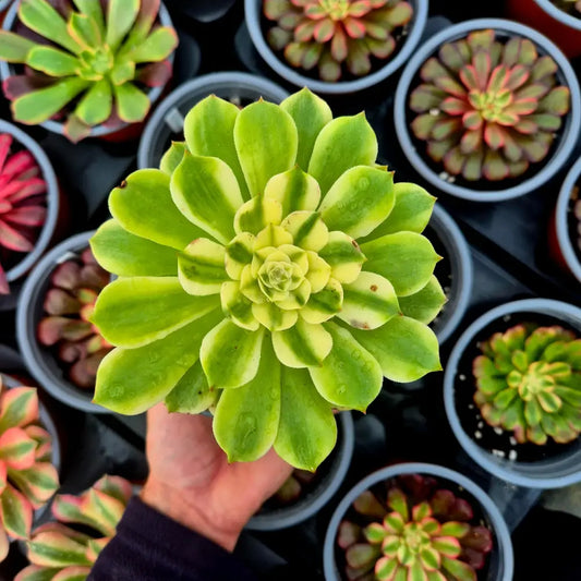 Aeonium ’White Qingcheng’ variegado