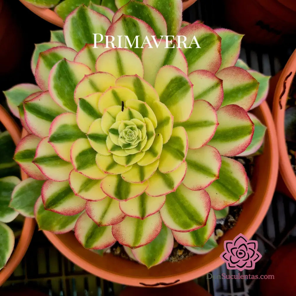 Aeonium ’White Qingcheng’ variegado