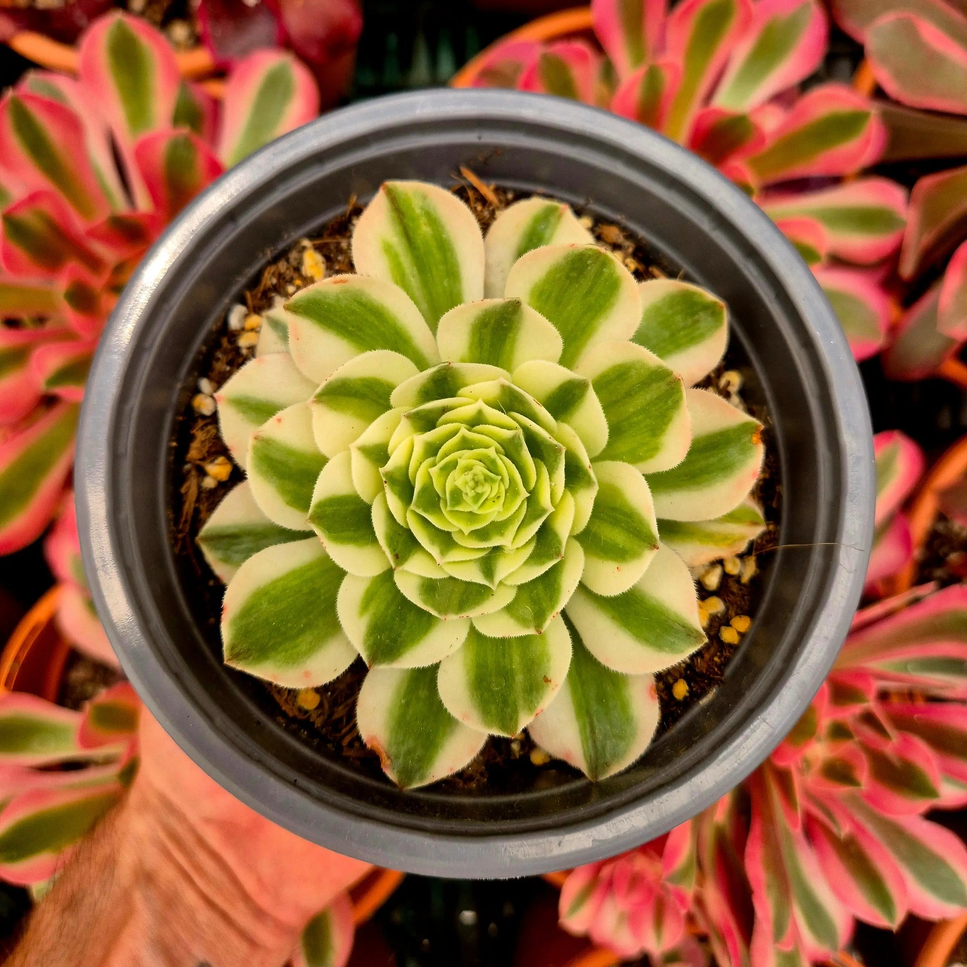 Aeonium ’White Qingcheng’ variegado