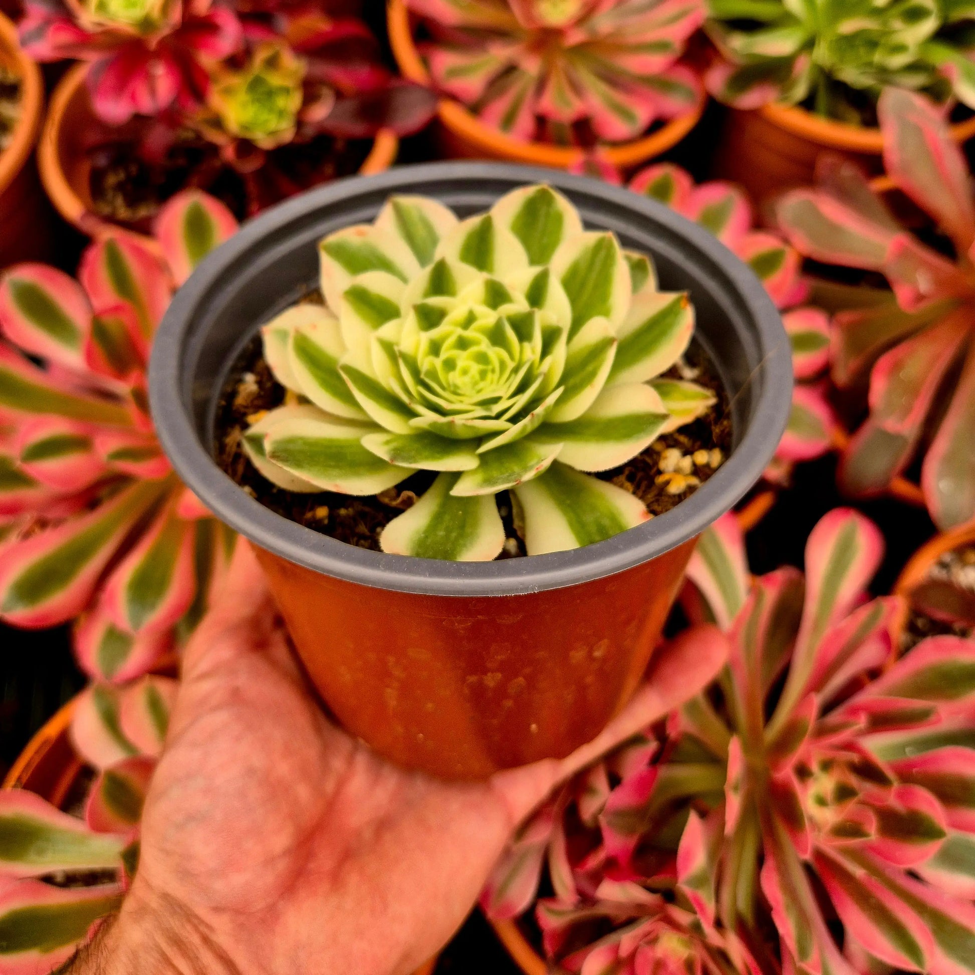 Aeonium ’White Qingcheng’ variegado