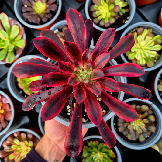 Aeonium ’White Wedding’ variegado