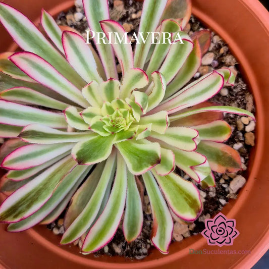 Aeonium ’Wonderland’ variegado