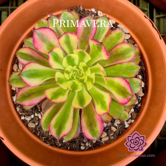 Aeonium ’Wtj’ variegado