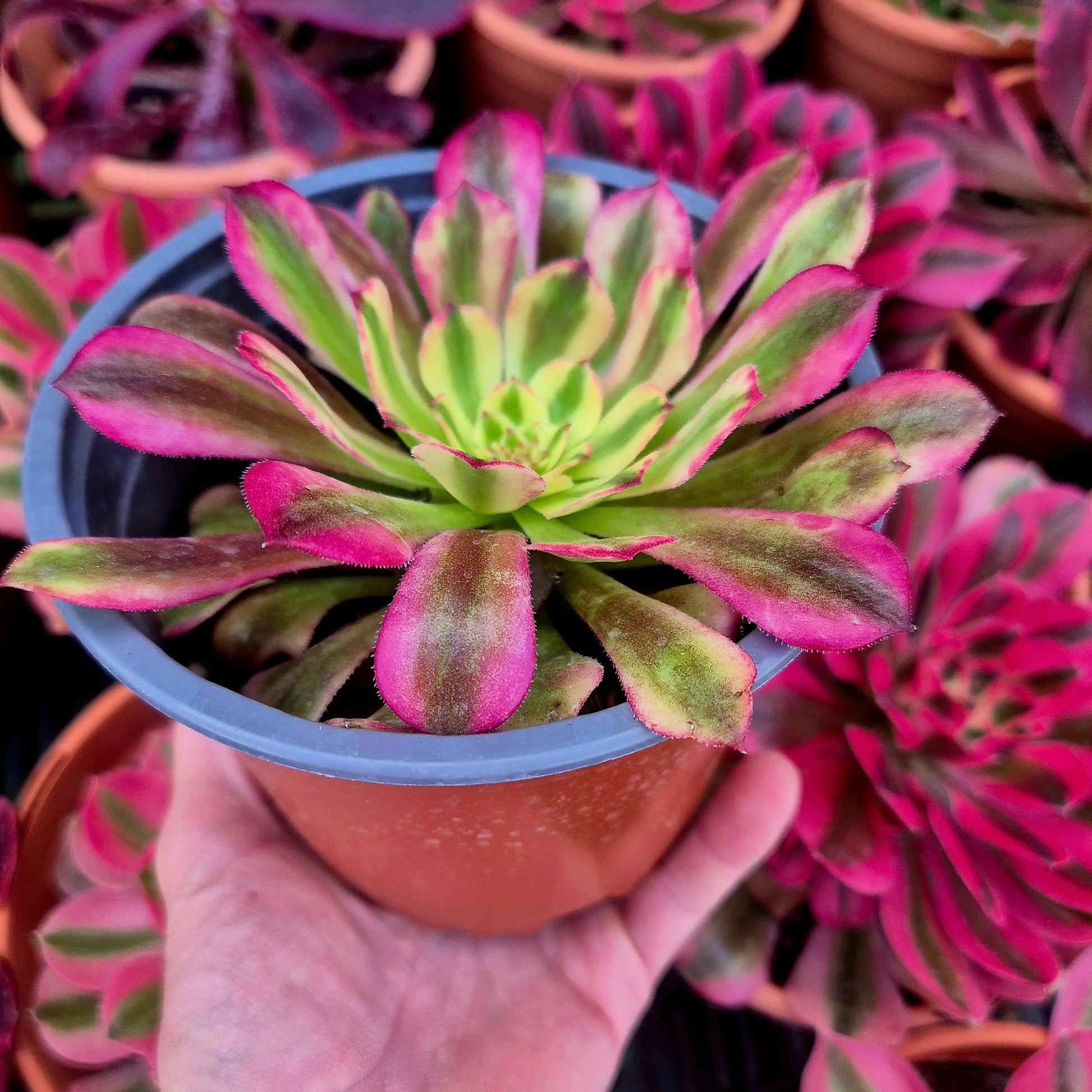 Aeonium ’Wtj’ variegado
