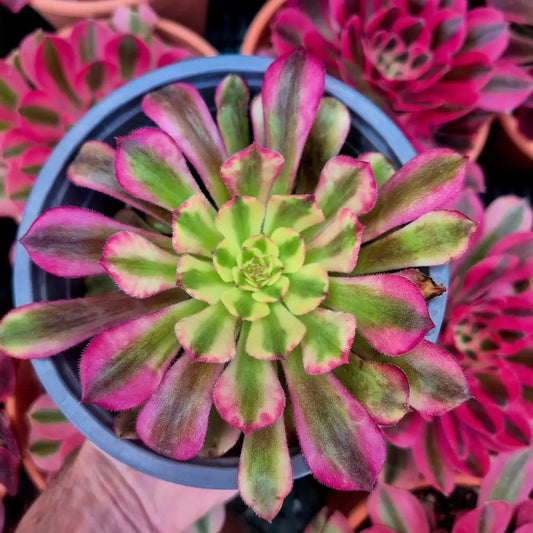 Aeonium ’Wtj’ variegado
