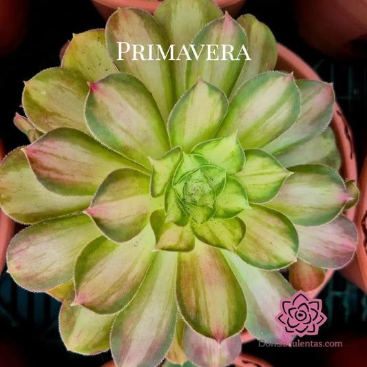 Aeonium ’Younger’ variegado