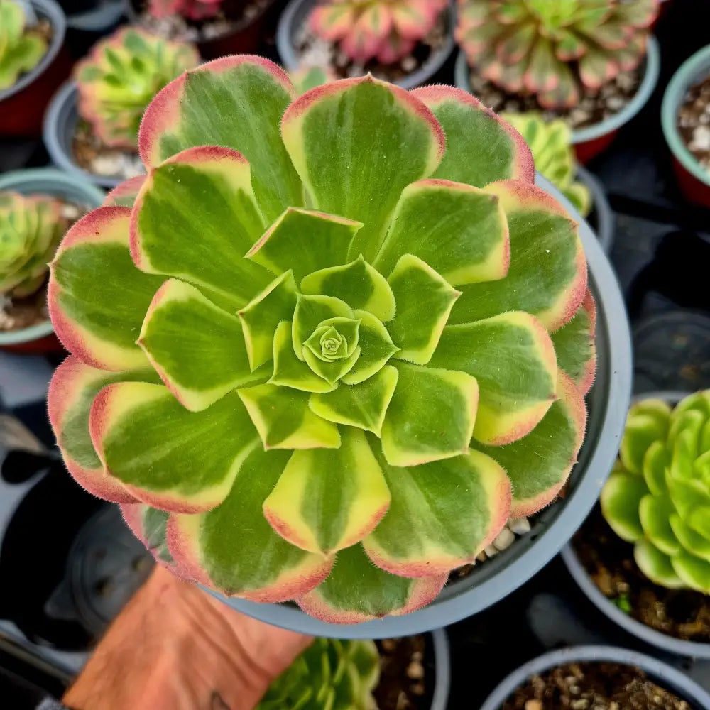 Aeonium ’Yuzi’ variegado