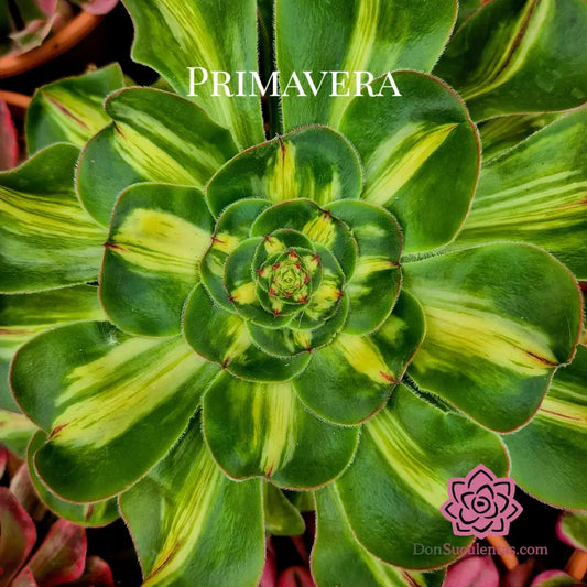 Aeonium ’Zeus’ middle