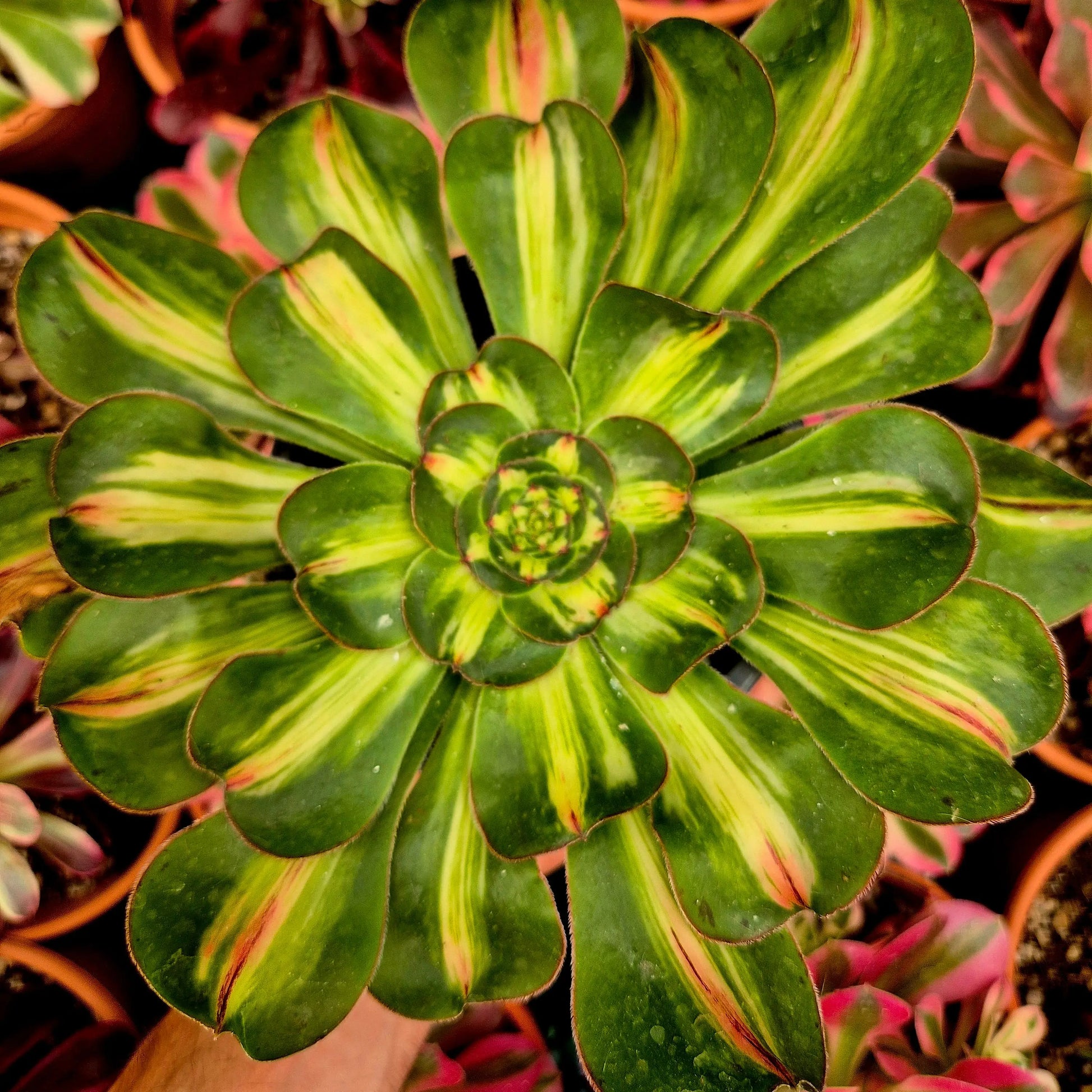 Aeonium ’Zeus’ middle
