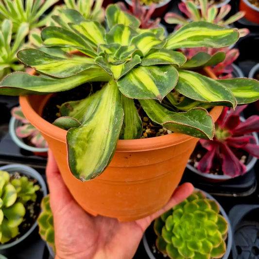 Aeonium ’Zeus’ middle