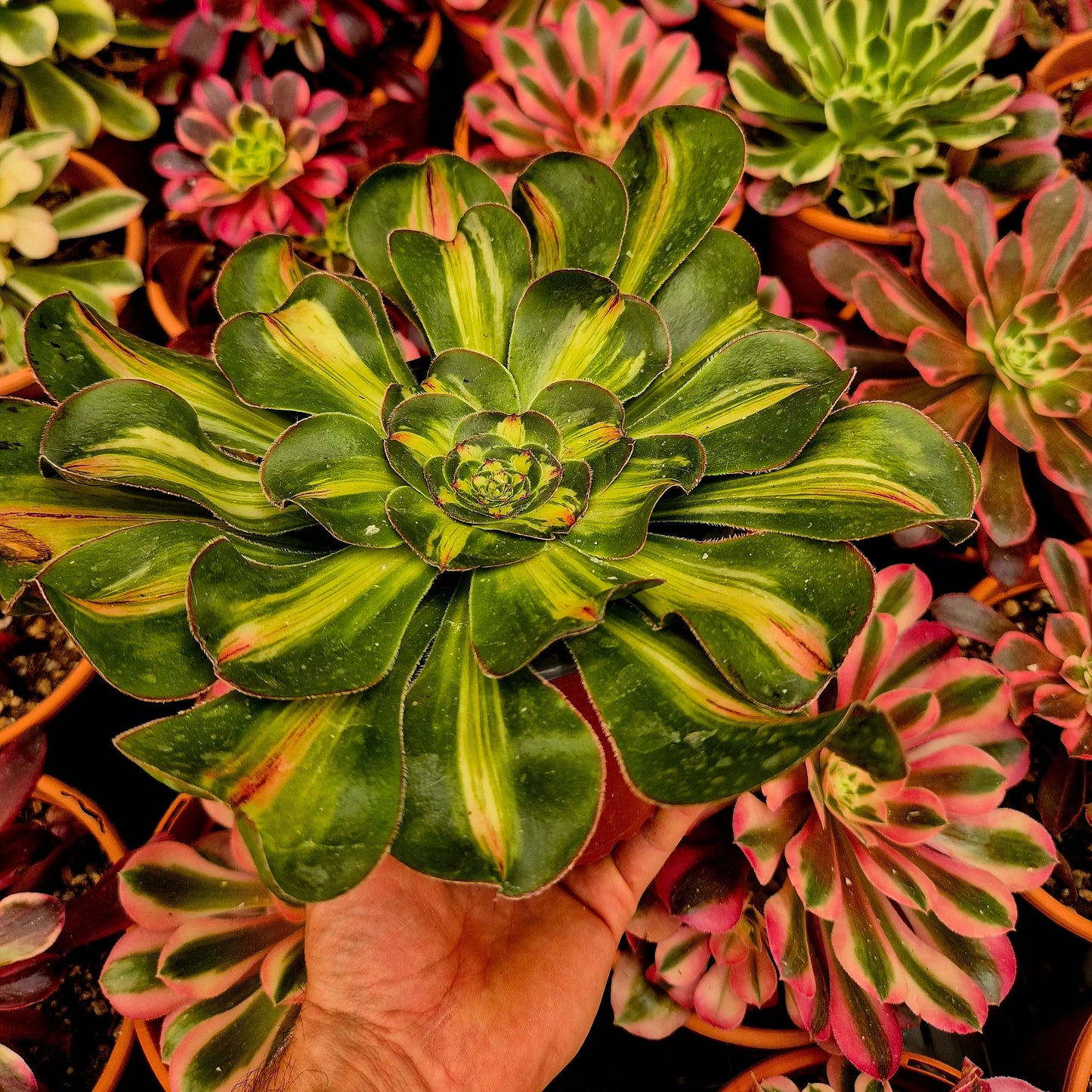 Aeonium ’Zeus’ middle