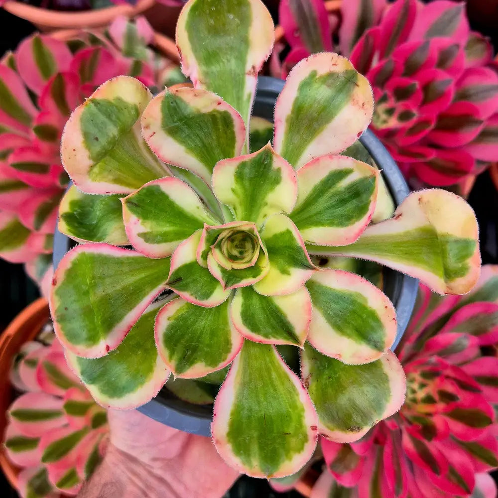Aeonium ’Zeus’ variegado