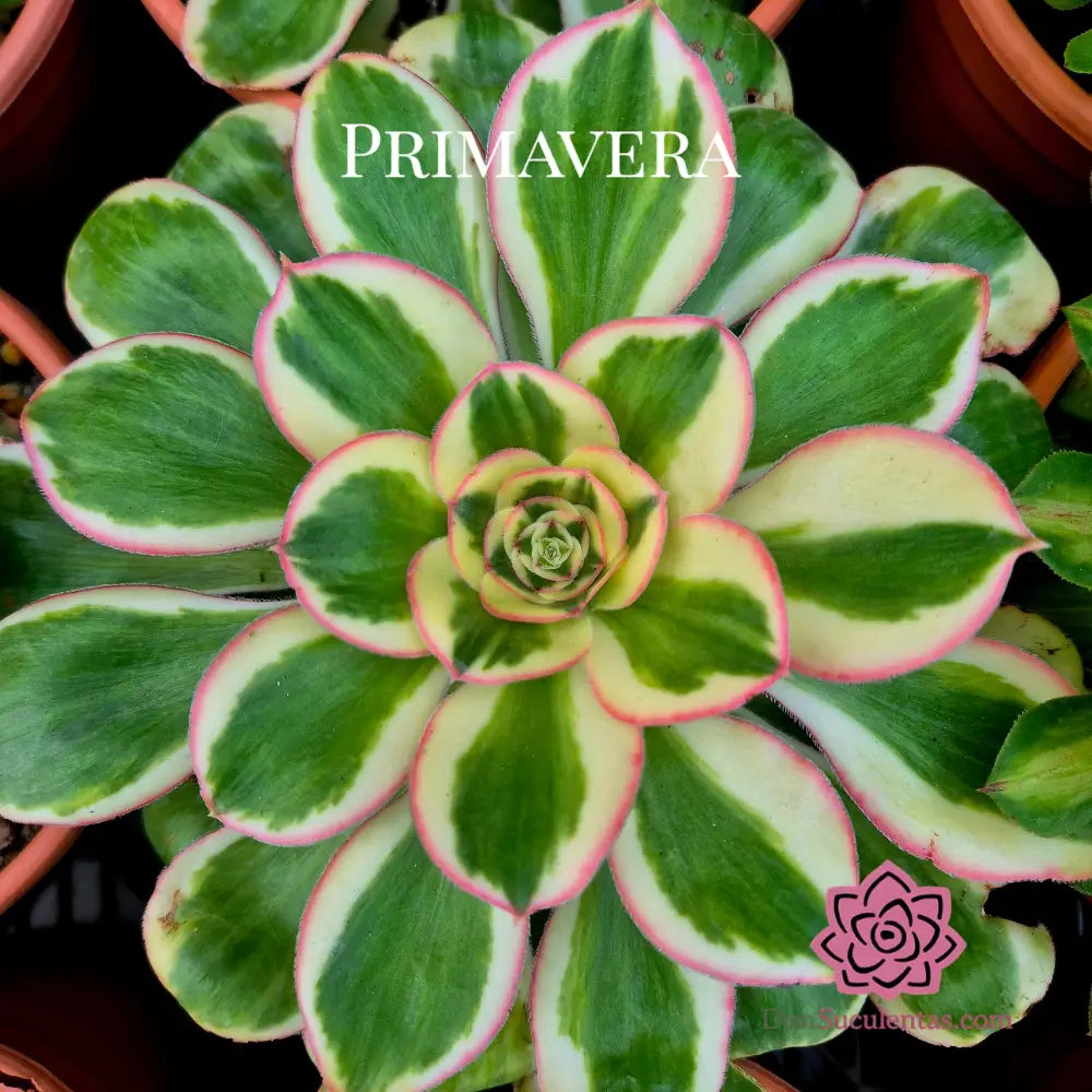 Aeonium ’Zeus’ variegado