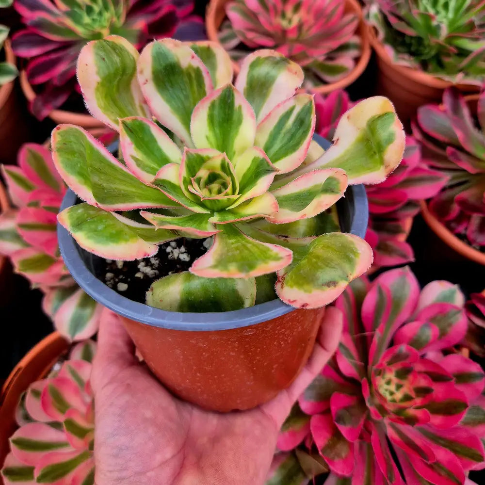 Aeonium ’Zeus’ variegado
