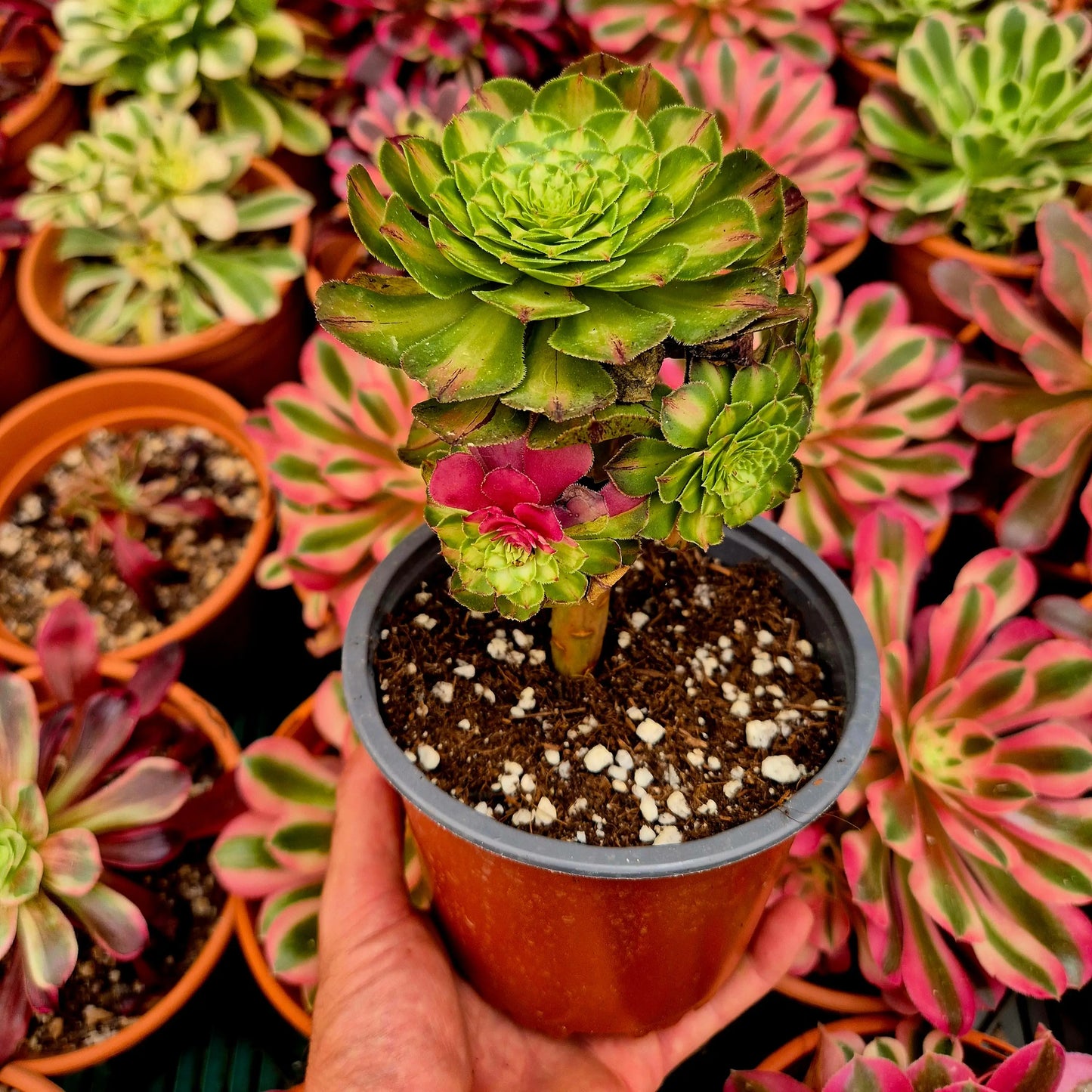 Aeonium ’Zhifou’ variegado