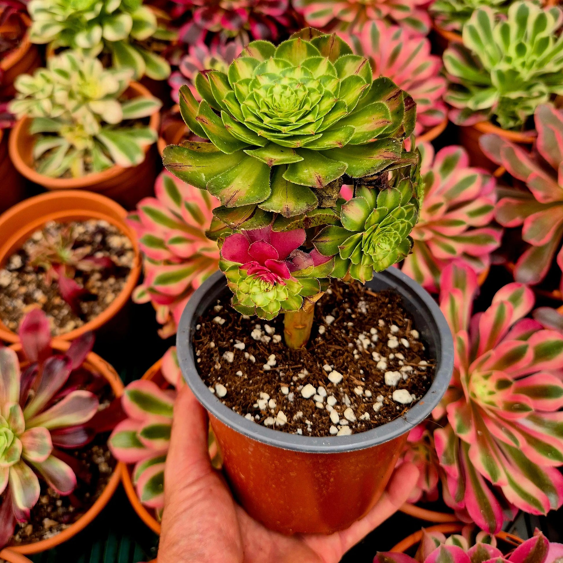 Aeonium ’Zhifou’ variegado