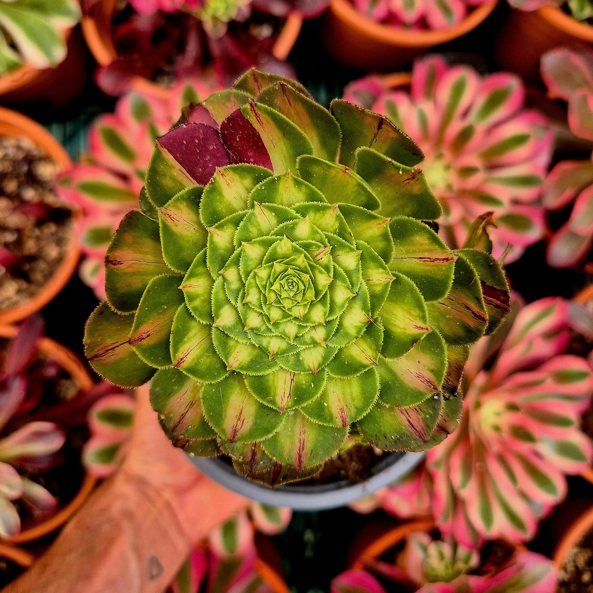 Aeonium ’Zhifou’ variegado