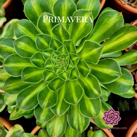 Aeonium ’Zhifou’ variegado