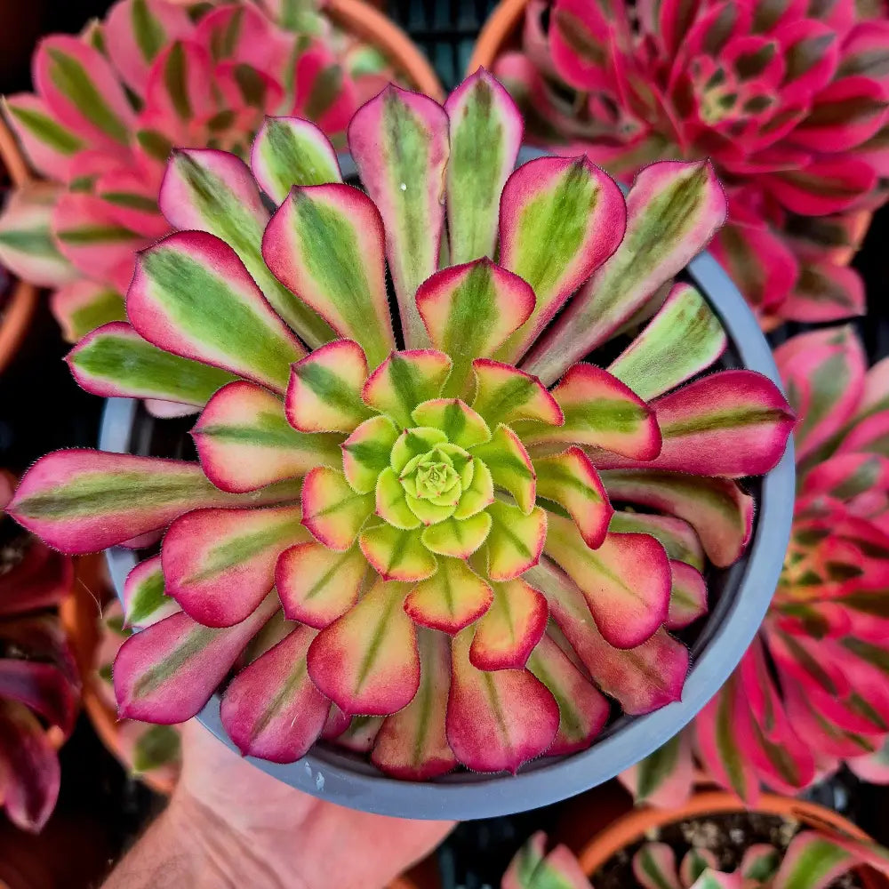 Aeonium ’Zhu Rong’ variegado