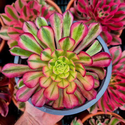 Aeonium ’Zhu Rong’ variegado